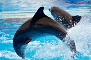 Передвижной дельфинарий