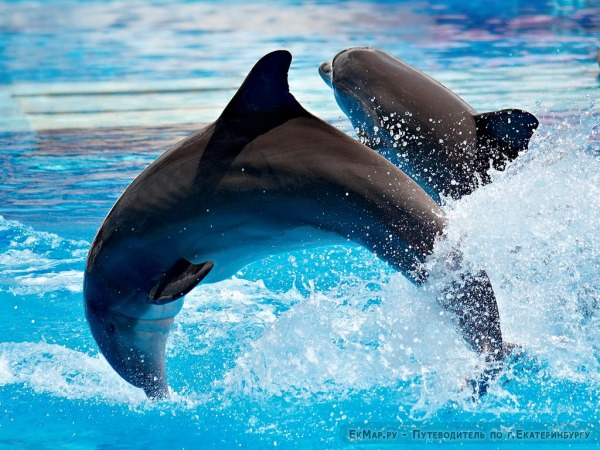 Передвижной дельфинарий