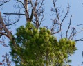 Нижнесалдинская кедровая роща
