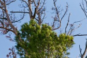 Нижнесалдинская кедровая роща