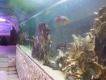 Выставка экзотических рыб (Аквагалерея) - Закрыта