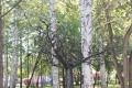 Памятник «Дерево карьеры»